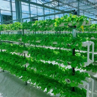 Maximieren Sie das Wachstum mit einem bodenlosen Anbausystem in einem Gewächshaus mit gewölbtem Dach