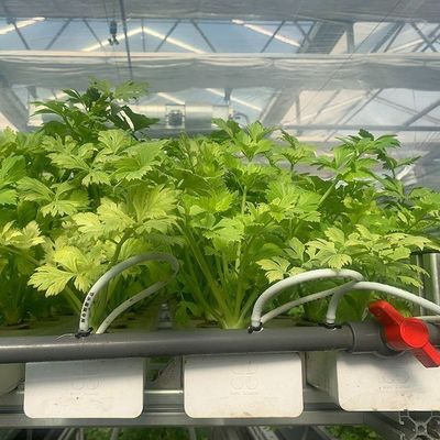 Maximieren Sie das Wachstum mit einem bodenlosen Anbausystem in einem Gewächshaus mit gewölbtem Dach