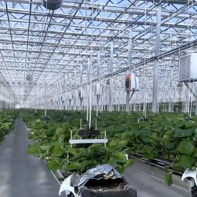 Multi-Span-Hydroponik mit guter Lichtdurchlässigkeit und anpassbaren Optionen
