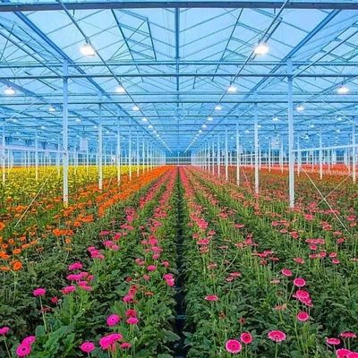 Multi-Span-Hydroponik mit guter Lichtdurchlässigkeit und anpassbaren Optionen