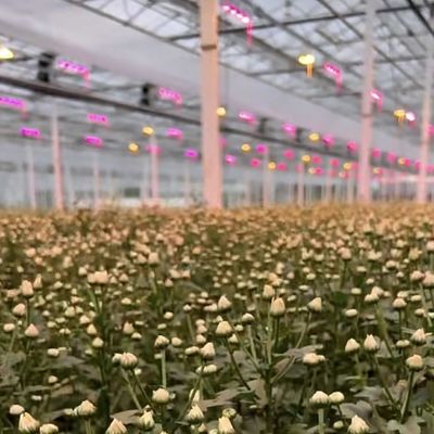 Multi-Span-Hydroponik mit guter Lichtdurchlässigkeit und anpassbaren Optionen