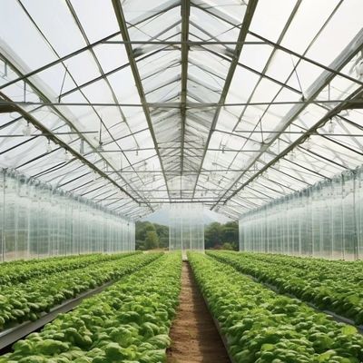 Multi-Span-Hydroponik mit guter Lichtdurchlässigkeit und anpassbaren Optionen