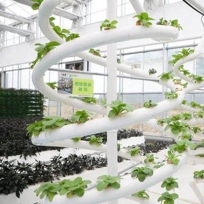 Anpassung von Hochleistungs-Gewächshaus-Hydroponiksystemen für kommerzielle Nachhaltigkeit