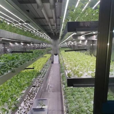 Anpassung von Hochleistungs-Gewächshaus-Hydroponiksystemen für kommerzielle Nachhaltigkeit