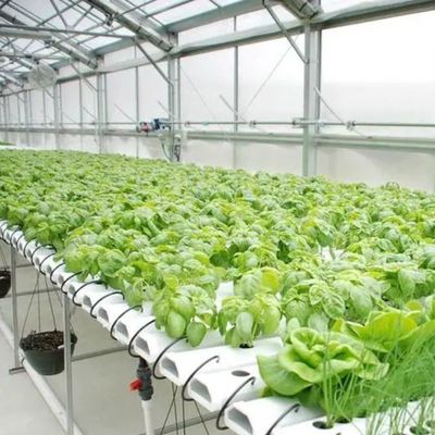 Anpassung von Hochleistungs-Gewächshaus-Hydroponiksystemen für kommerzielle Nachhaltigkeit