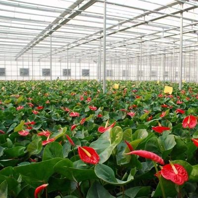 Hydroponisches Wachstum mit mehreren Schattierungen Glas Gewächshaus mit Stahlstruktur und Span
