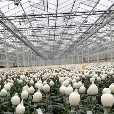 Hydroponisches Wachstum mit mehreren Schattierungen Glas Gewächshaus mit Stahlstruktur und Span