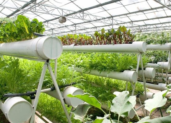Landwirtschaftsfilm Gewächshaus Hydroponik-Anlage mit Stahlkonstruktion und Großkapazität