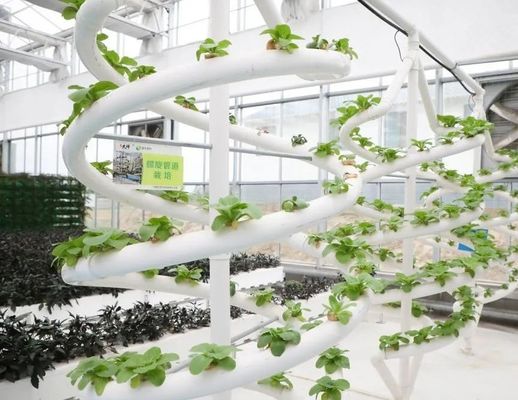 Landwirtschaftsfilm Gewächshaus Hydroponik-Anlage mit Stahlkonstruktion und Großkapazität