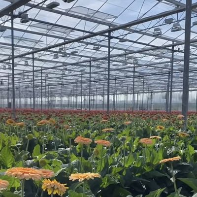 Venlo Glas Gewächshaushydroponik für Gemüse aus den Niederlanden