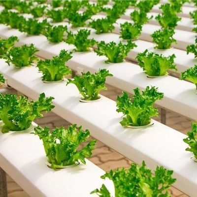 Film Gewächshaus Hydroponisches System Paket Bruttogewicht 2000.000kg individuell angefordert