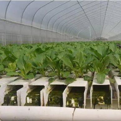 Film Gewächshaus Hydroponisches System Paket Bruttogewicht 2000.000kg individuell angefordert