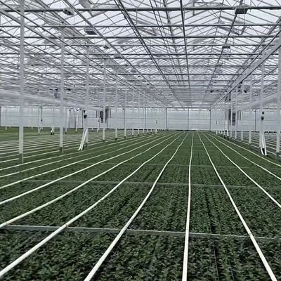 100.000kg Paket Bruttogewicht Glas Gewächshaus Hydroponik System mit Tropfbewässerung