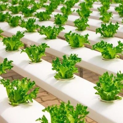 Innovatives Hydroponisches System für Filmgewächshausanbau