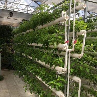 Innovatives Hydroponisches System für Filmgewächshausanbau