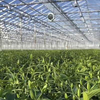 Eine Art Dachglas Gewächshaus Hydroponik System für Blumen erschwingliche Versandkosten