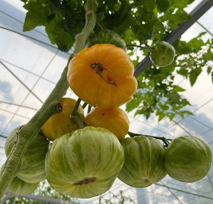 Hydroponisches Klimaschutzsystem Gewächshaus mit temporärer Heizung von Juxiang