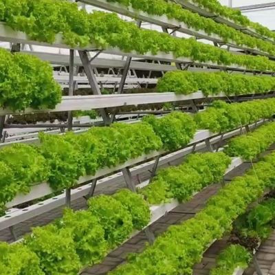 Hydroponisches Klimaschutzsystem Gewächshaus mit temporärer Heizung von Juxiang