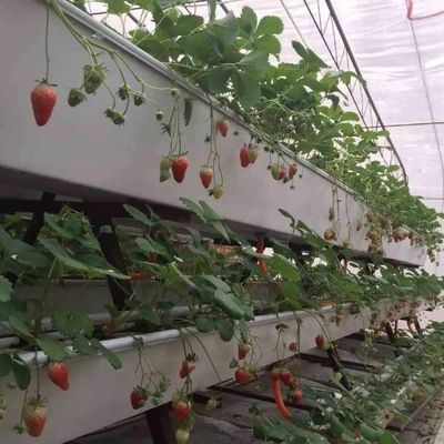 Hydroponisches Klimaschutzsystem Gewächshaus mit temporärer Heizung von Juxiang