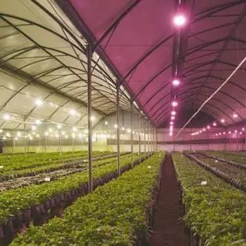 Anti-Tropfen-Nebel-Beleuchtungs-Gewächshaus für den Anbau von Sämlingen