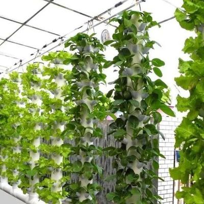 Glasgewächshäuser Hydroponik für den ganzjährigen Anbau erschwingliche Versandkosten