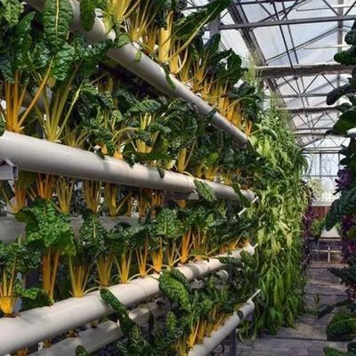 Glasgewächshäuser Hydroponik für den ganzjährigen Anbau erschwingliche Versandkosten