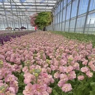 Ein vernünftiges Glasgewächshaus-Hydroponik-System für Großlandwirtschaft