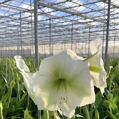 Ein vernünftiges Glasgewächshaus-Hydroponik-System für Großlandwirtschaft