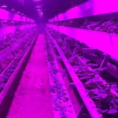 Kontrollierte Umgebung Beleuchtete Pflanzungsgewächshäuser mit Glasdeckung und Beleuchtung