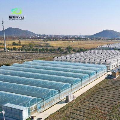 Glas-Gewächshaus für Tomatenpflanzen und Blätter JX-Glas Span 8m 9,6m 12m individuell
