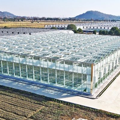 Glas-Gewächshaus für Tomatenpflanzen und Blätter JX-Glas Span 8m 9,6m 12m individuell