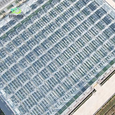 Glas-Gewächshaus für Tomatenpflanzen und Blätter JX-Glas Span 8m 9,6m 12m individuell