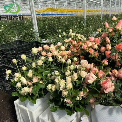 Schlüsselfertiges Glas und Produktionskapazität Abdeckung Produktion Gewächshaus für vertikale Landwirtschaft