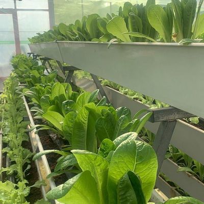 Glasbedeckte Hydroponische Sämlinge Gewächshaus mit Außenschatten und Sprühkühlung