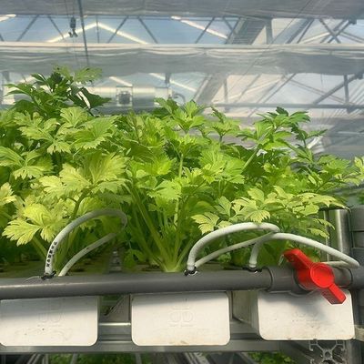 Glasbedeckte Hydroponische Sämlinge Gewächshaus mit Außenschatten und Sprühkühlung