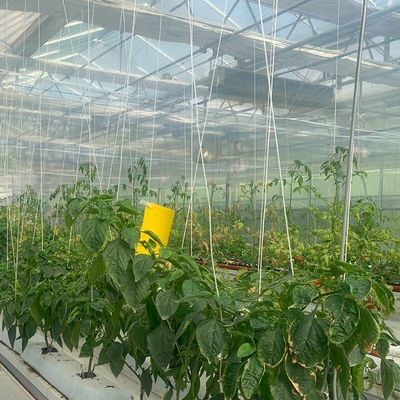 Glasbedeckte Hydroponische Sämlinge Gewächshaus mit Außenschatten und Sprühkühlung