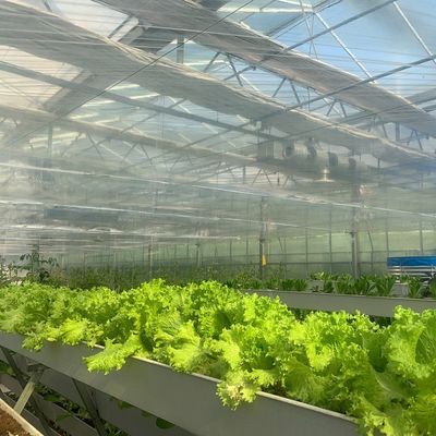 Quadratmeter Hydroponik-Film-Gewächshaus für die ganzjährige Pflanzenproduktion
