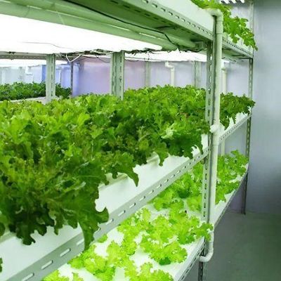 Quadratmeter Hydroponik-Film-Gewächshaus für die ganzjährige Pflanzenproduktion