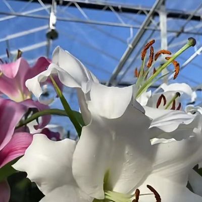Zweischichtiges Gewächshaus für die intelligente Pflanzung von Gemüse und Blumen