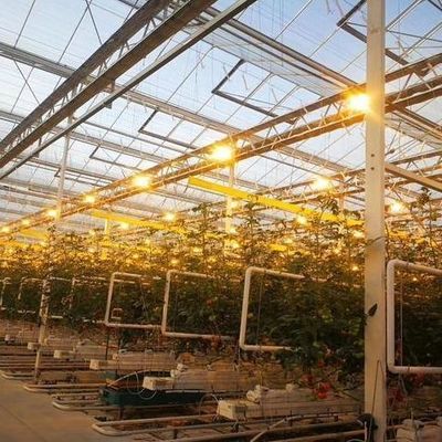 Gewächshaus für den Anbau von Sämlingen, beleuchtet durch nasse Vorhänge und anpassbare Optionen