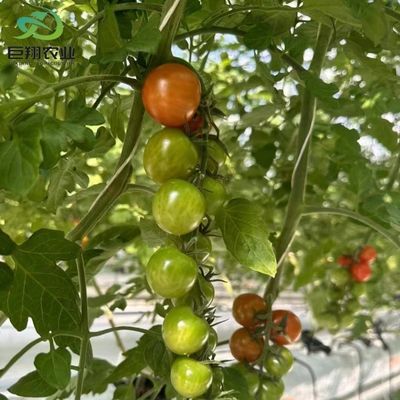 Hydroponik Anbaumethode Landwirtschaft Glas Gewächshaus für Tomaten/Frucht gehärtet
