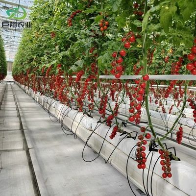 Hydroponik Anbaumethode Landwirtschaft Glas Gewächshaus für Tomaten/Frucht gehärtet