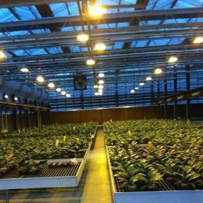 Glasabdeckung JX-GG-12 Schattierte Hydroponische Sämlingsanlage Licht Gewächshaus von Juxiang