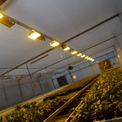 Glasabdeckung JX-GG-12 Schattierte Hydroponische Sämlingsanlage Licht Gewächshaus von Juxiang