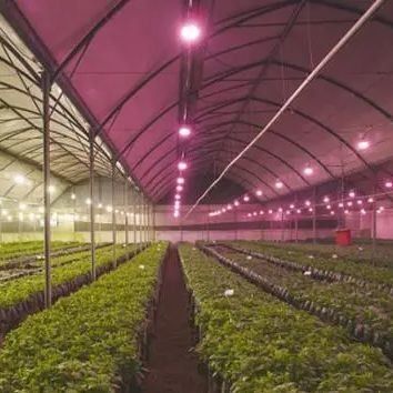 Glasabdeckung JX-GG-12 Schattierte Hydroponische Sämlingsanlage Licht Gewächshaus von Juxiang