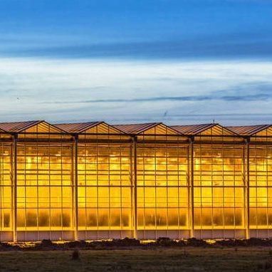 Glasabdeckung JX-GG-12 Schattierte Hydroponische Sämlingsanlage Licht Gewächshaus von Juxiang