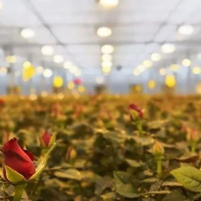 Glasabdeckung JX-GG-12 Schattierte Hydroponische Sämlingsanlage Licht Gewächshaus von Juxiang