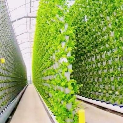 Hydroponische Pflanzenanlage Innenschattierungsfolie Gewächshaus mit Außenschattierung