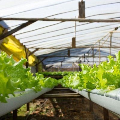 Hydroponische Pflanzenanlage Innenschattierungsfolie Gewächshaus mit Außenschattierung
