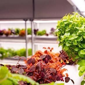 Hydroponische Pflanzenanlage Innenschattierungsfolie Gewächshaus mit Außenschattierung